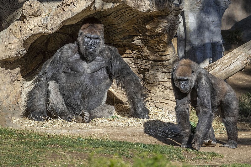 Members of the Gorilla Troop at the San Diego Zoo Safari Park are pictured, J...