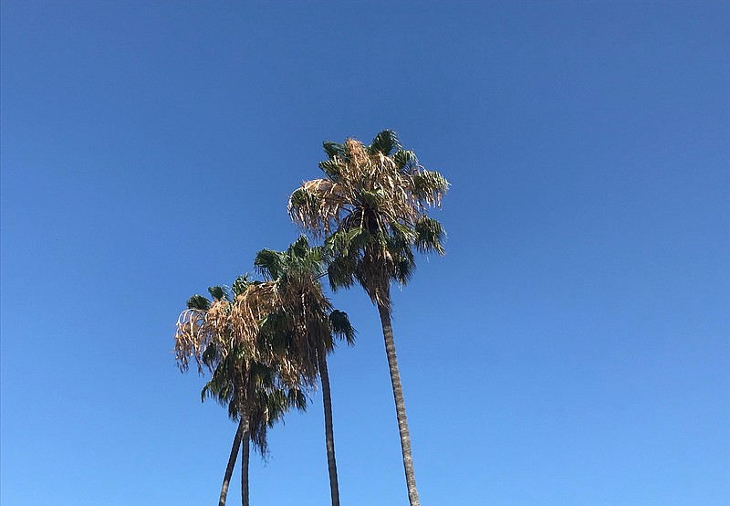 Palm trees against sunny skies in San Diego County. August 2, 2020. Palm trees against sunny skies in San Diego County. August 2, 2020.